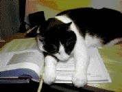 Kitty Cat Asleep 
  on a Pile of Homework