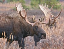 Large Bull Moose