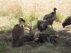 VULTURES cleaning up a dead carcass